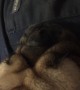 Listen to this Pug\'s CRAZY Snore