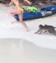 Monkeys Chase Woman on Beach