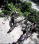 Spontaneous Tree Branch Collapse