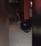 Funny Dog Lets Cat out of the Bag!