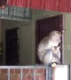 Touching moment wild monkey grooms tiny kitten