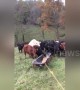 Kentucky farmer has ingenious way to round up his cows