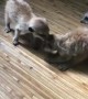 Meerkats Quarrel Over Pepper