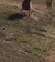Puppy adorably chases away herd of deer