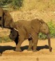 Young elephant pranks older brother by stealing from his watering hole
