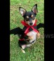 Cute Miniature Pinscher dog rocks vampire Halloween costume