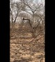 Leopard takes down baby antelope in lightning-fast attack in South Africa
