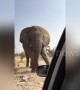 Tourists in terror as angry African elephant charges their car in Namibia