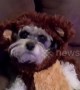 This is the cutest Ewok you\'ve ever seen