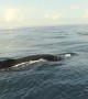 Paddleboarder has incredible encounter with Humpback Whale