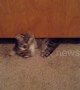 Adorable cat successfully squeezes himself under tiny gap below door