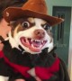 Why are you screaming? Chihuahua makes incredible Freddy Krueger