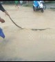 Indonesian locals evacuate 3 metres snake during heavy flooding