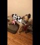 Dog in cow costume moos instead of howls