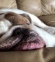 Let sleeping dogs lie: Snoring English Bulldog refuses to wake up