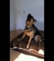 German Shepherd sings along to owner\'s harmonica