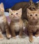 Cute kittens bob their heads in unison when following a cat teaser