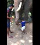 Celebrity elephant is gentle giant as he lets toddler feed him bananas