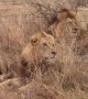 Rare sighting of five male lions spotted together in Kruger National Park