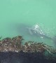 Humpback whale surprises visitors at San Simeon pier