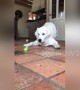 This golden retriever is baffled and scared by a tiny wind-up toy