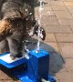 Dogs Use Teamwork For Drink of Water