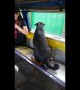 Adorable dog takes solo bus ride to chase owner going to work