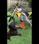 This cute pup won\'t let its owner wash his bike
