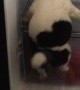 Puppy Cools Off in Fridge