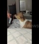 Dog has hilarious reaction to smelling cough syrup