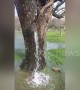 Tree turns into spring, spurting water after heavy rain