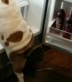 Bulldog searches and climbs into fridge every time its opened