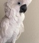 Cockatoo or Turkey?