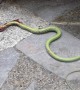 Unlucky snake sizzles while shorting 40,000-volt power line in Thailand