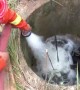 Firefighters pour water into well to rescue buffalo