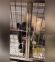Smart French bulldog uses tongue to open cage door