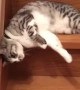 Lazy Cat Slides down Staircase