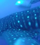 Diver Has Close Encounter with Massive Whale Shark