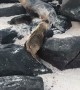 Baby Sea Lion Pup in Galapagos Islands