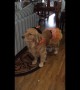 Unimpressed dog in costume gives owner silent treatment