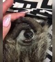 Adorable raccoon really doesn\'t want to wake up
