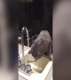 Cat VS Sink: Who Will Win?