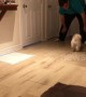 Maltese mix loves sliding on the floor