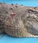Crocodile left bleeding after tourists throw rocks to check if it is real