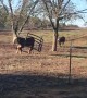 Cow Without a Care Stuck in Hay Ring