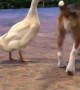 Dog and Duck are Best of Friends