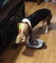 Basset hound caught with head in fast food bag