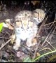 Cute moment tiny leopard cub tries - and fails - to let out a mighty roar