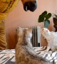 Cats React to Horse Mask