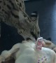 Cat Enjoys Chicken Birthday Cake